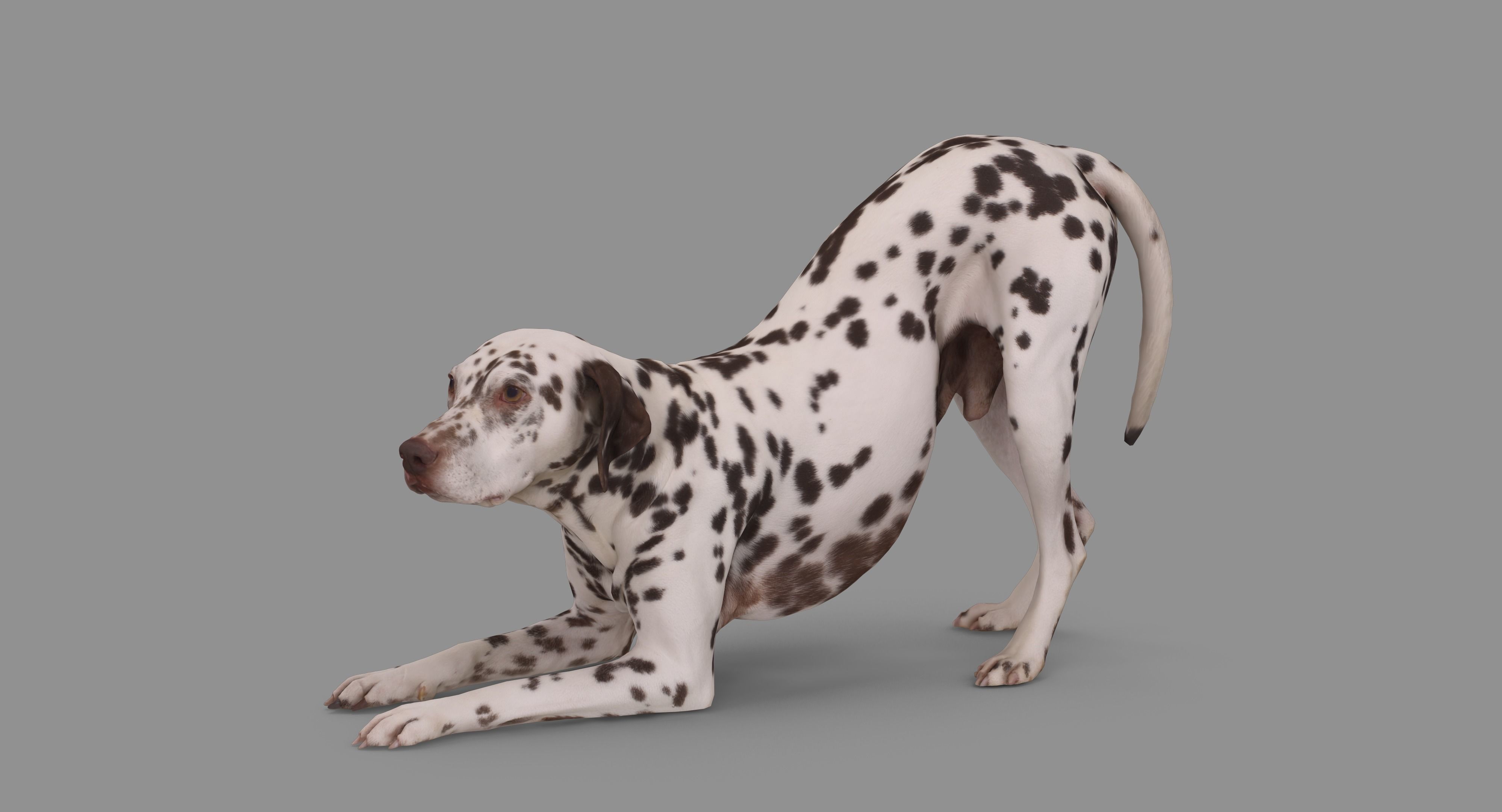 Dalmatian Dog Pose 3D model_105