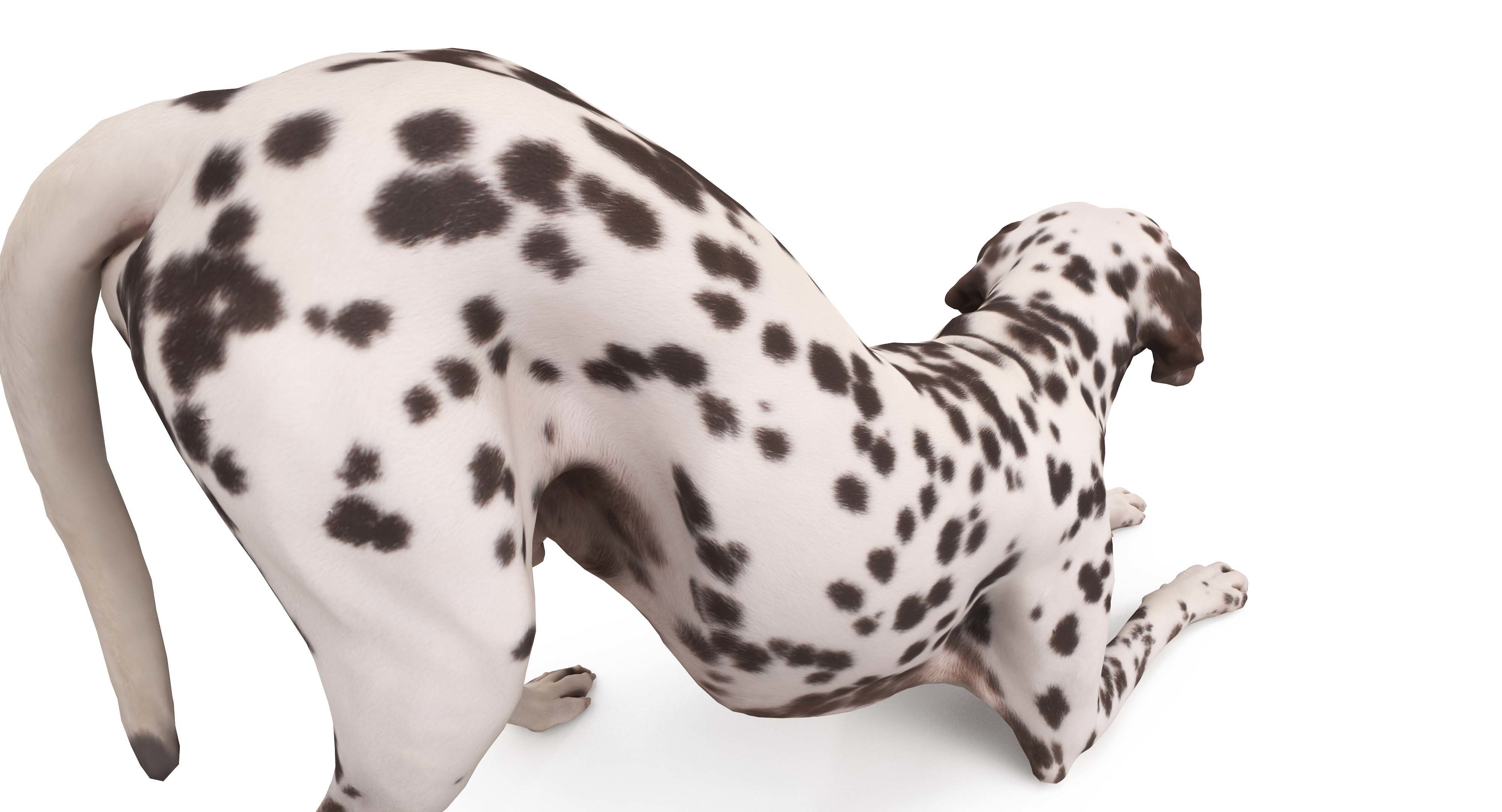 Dalmatian Dog Pose 3D model_17