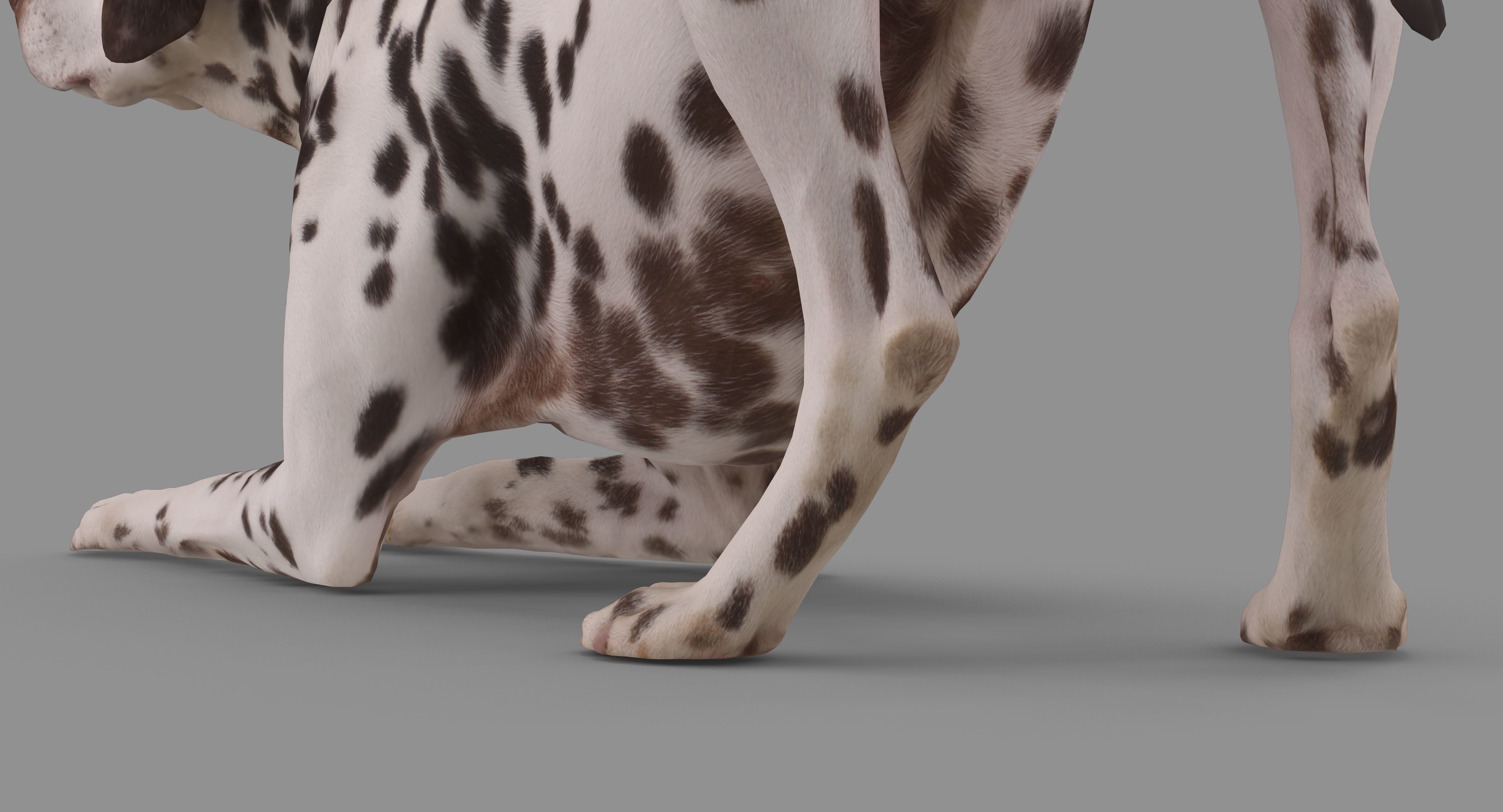 Dalmatian Dog Pose 3D model_51