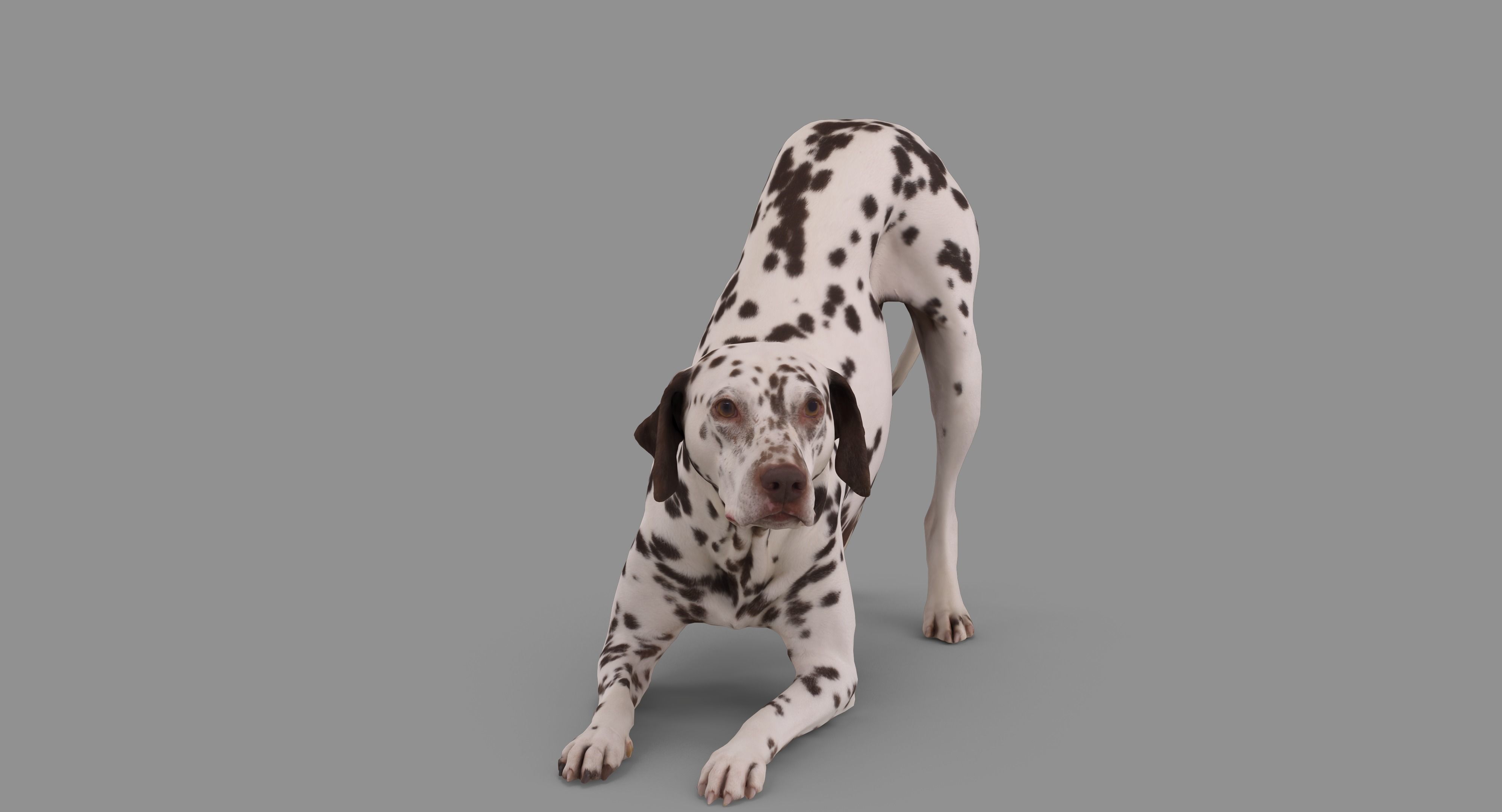 Dalmatian Dog Pose 3D model_65