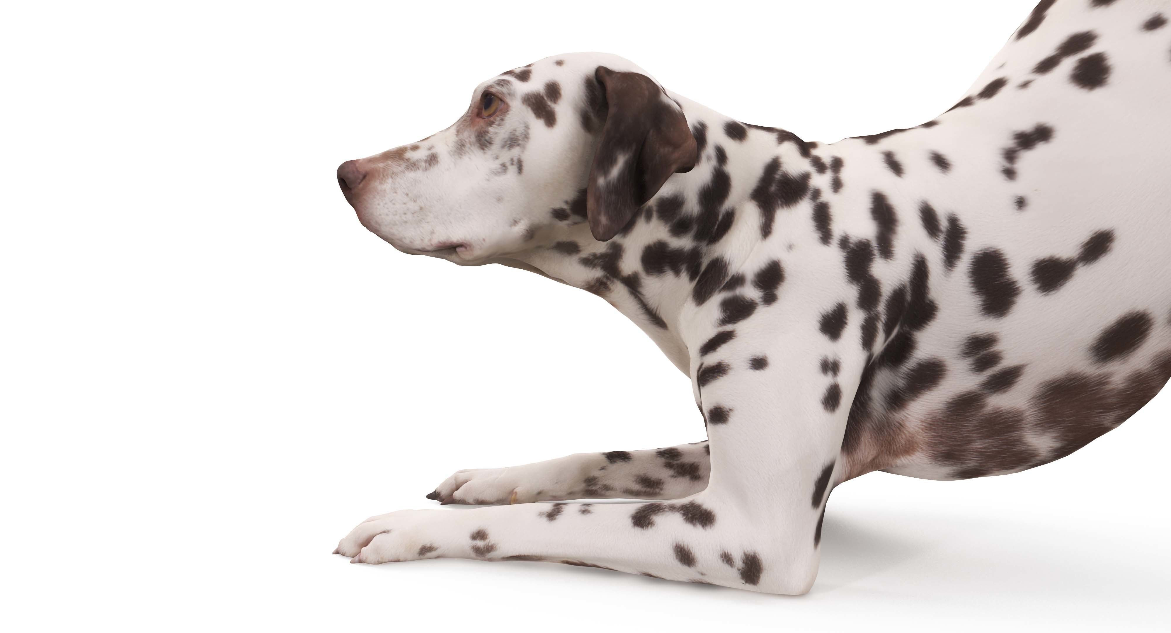 Dalmatian Dog Pose 3D model_11