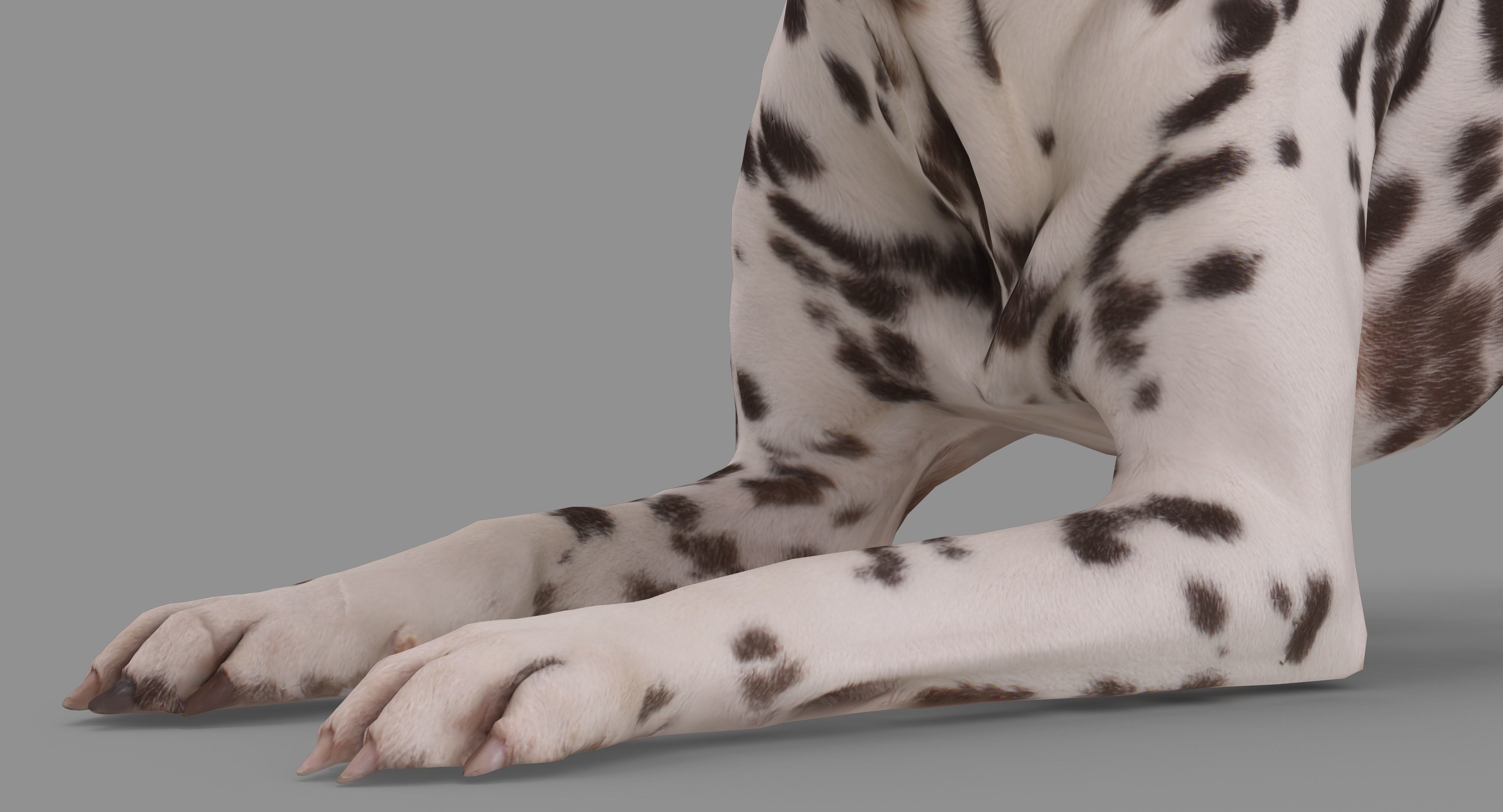 Dalmatian Dog Pose 3D model_33