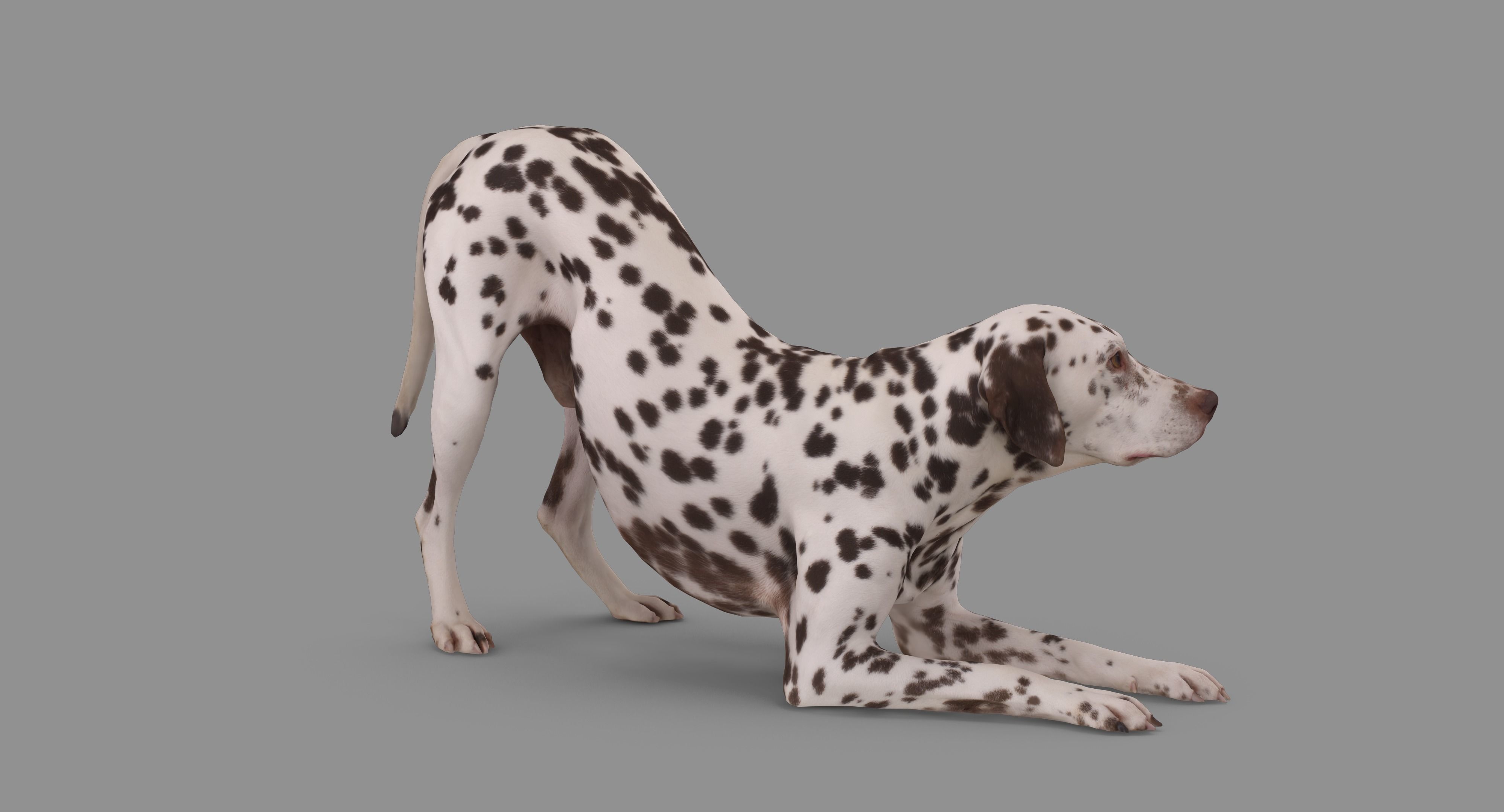 Dalmatian Dog Pose 3D model_75