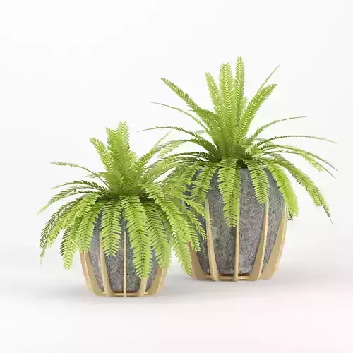 Polypodiophyta two fern plants in wooden pots