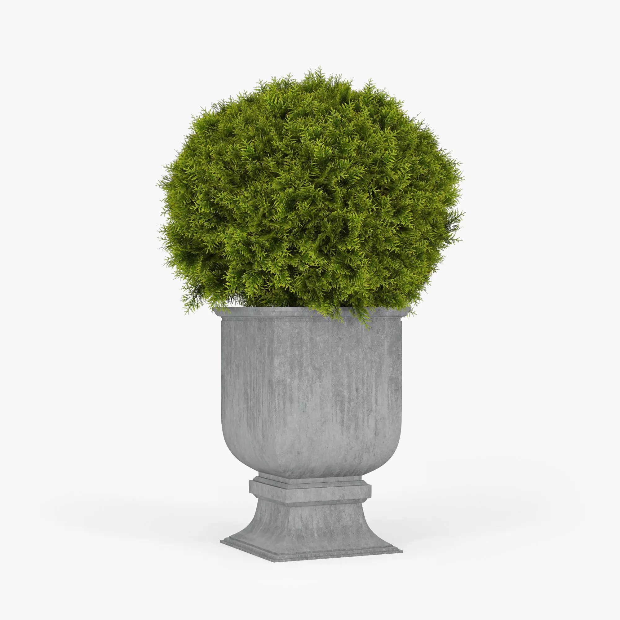 Thuja ball 3D model