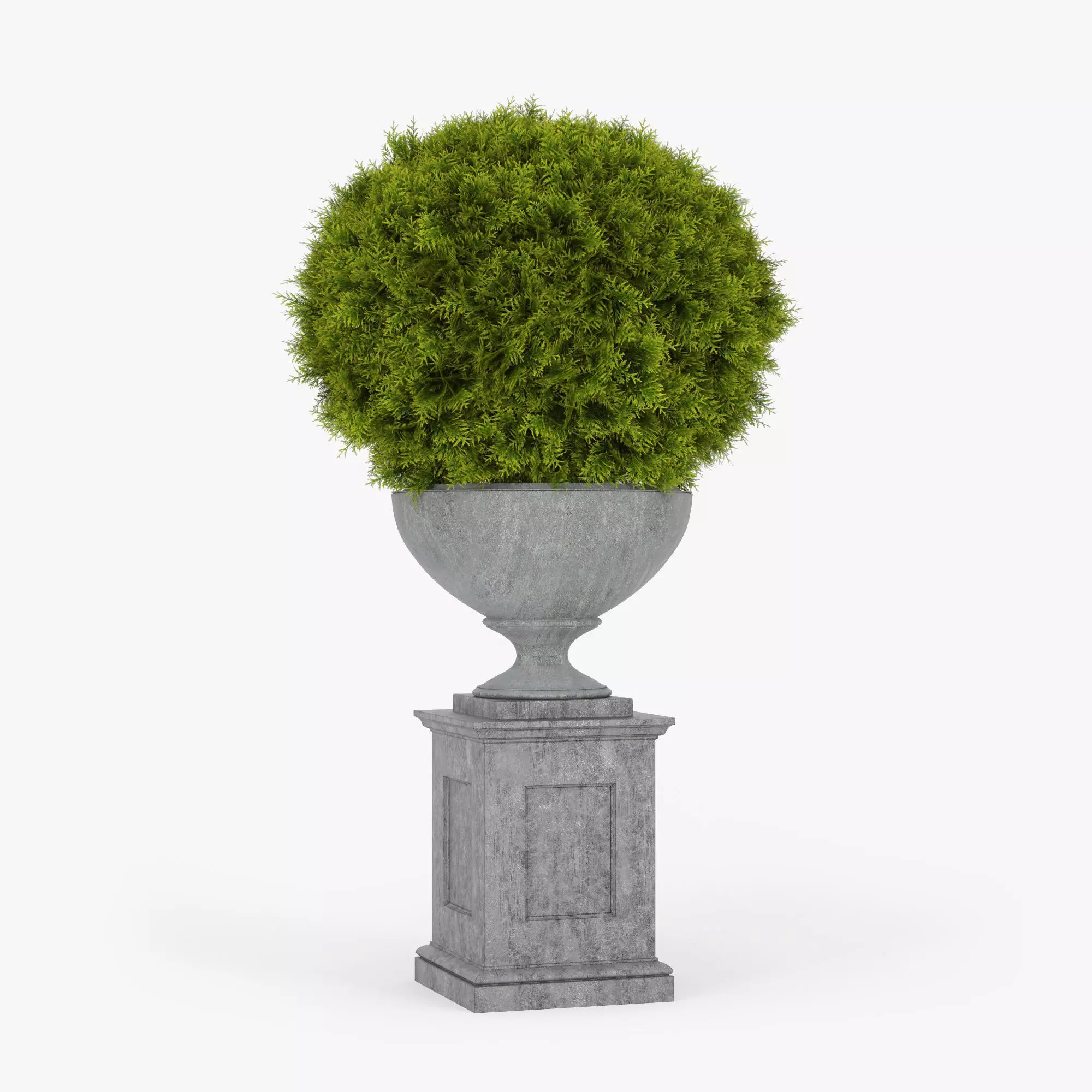 Thuja ball classic 3D model