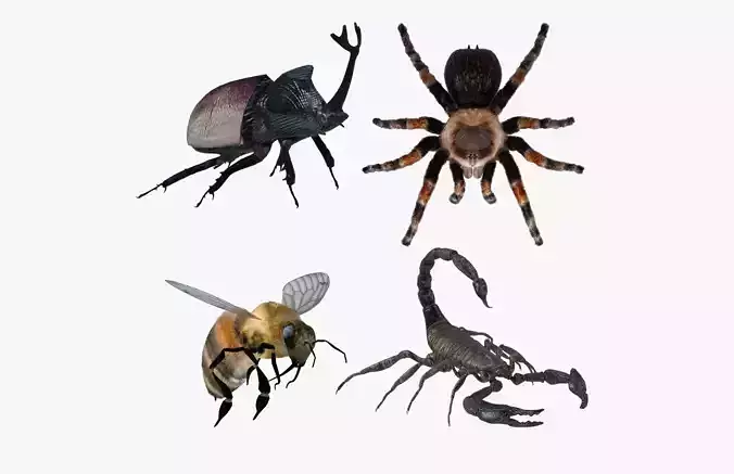 Insects Pack 2 3D model