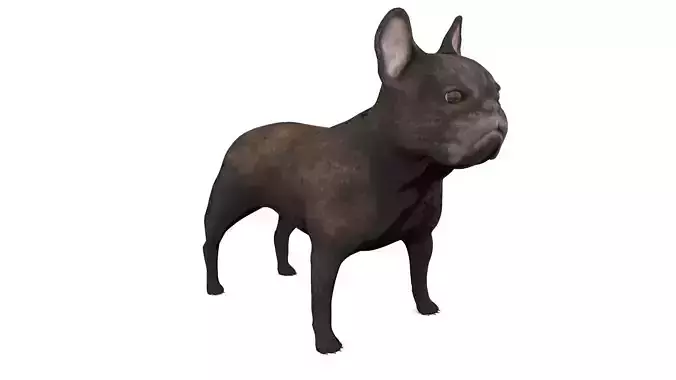 French Bulldog