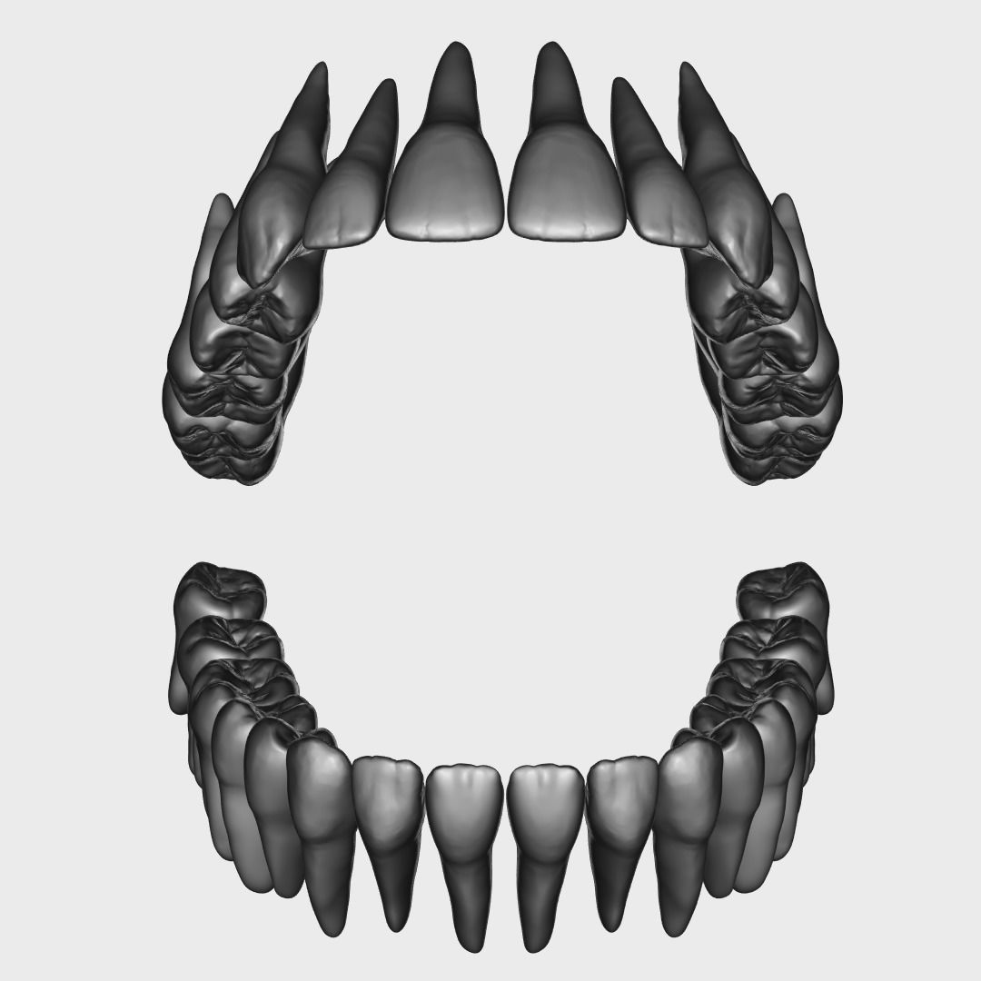 Photorealistic human teeth Low-poly 3D model_13