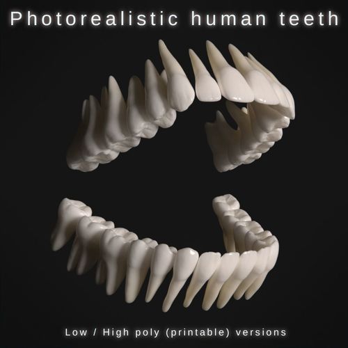 Photorealistic human teeth Low-poly 3D model