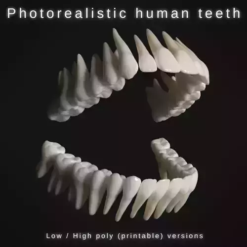 Photorealistic human teeth Low-poly 3D model