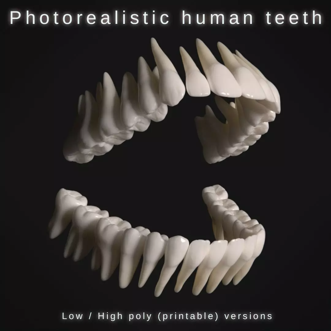 Photorealistic human teeth Low-poly 3D model_0