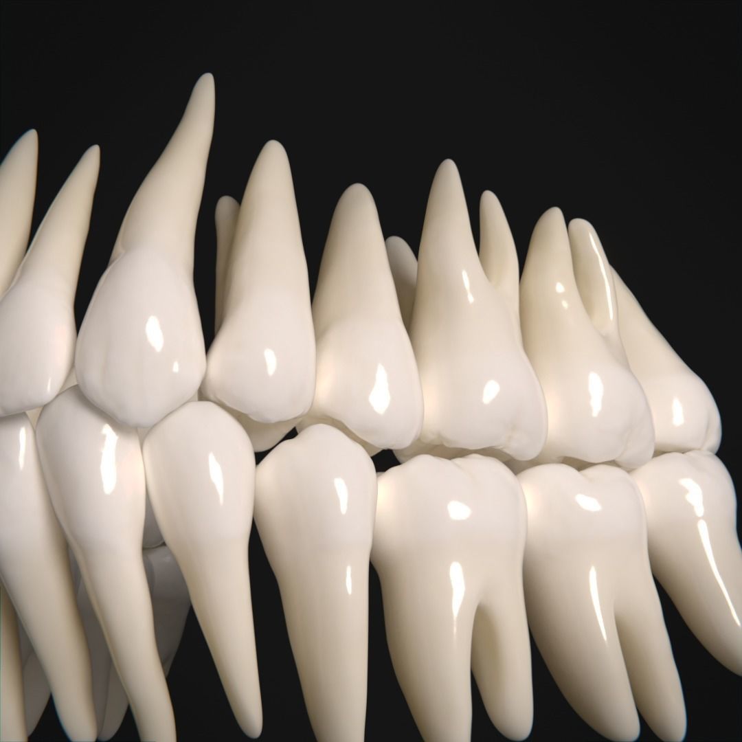 Photorealistic human teeth Low-poly 3D model_7