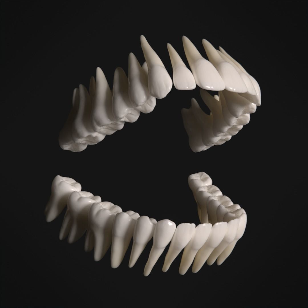 Photorealistic human teeth Low-poly 3D model_1