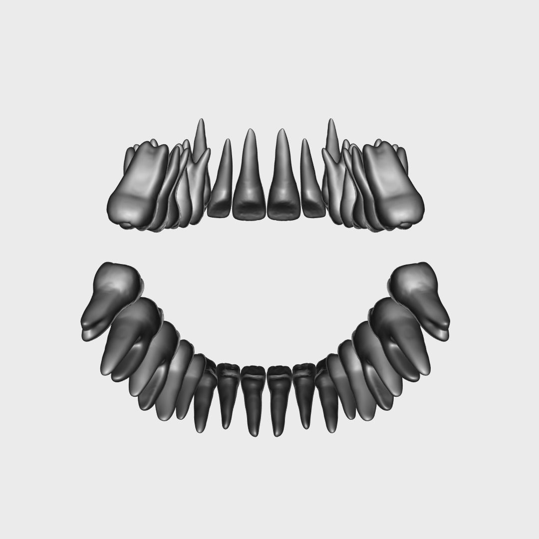 Photorealistic human teeth Low-poly 3D model_14