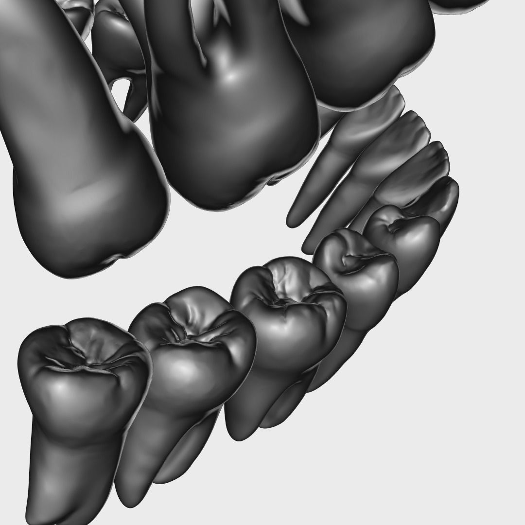 Photorealistic human teeth Low-poly 3D model_12