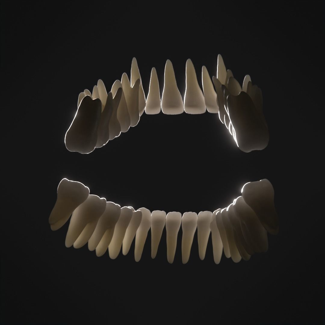 Photorealistic human teeth Low-poly 3D model_3