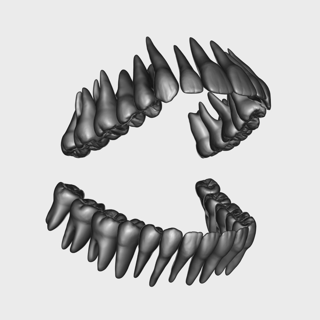 Photorealistic human teeth Low-poly 3D model_10