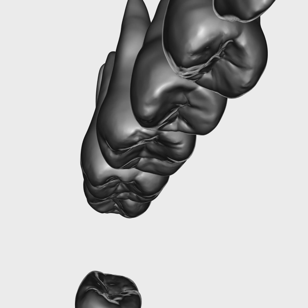 Photorealistic human teeth Low-poly 3D model_11