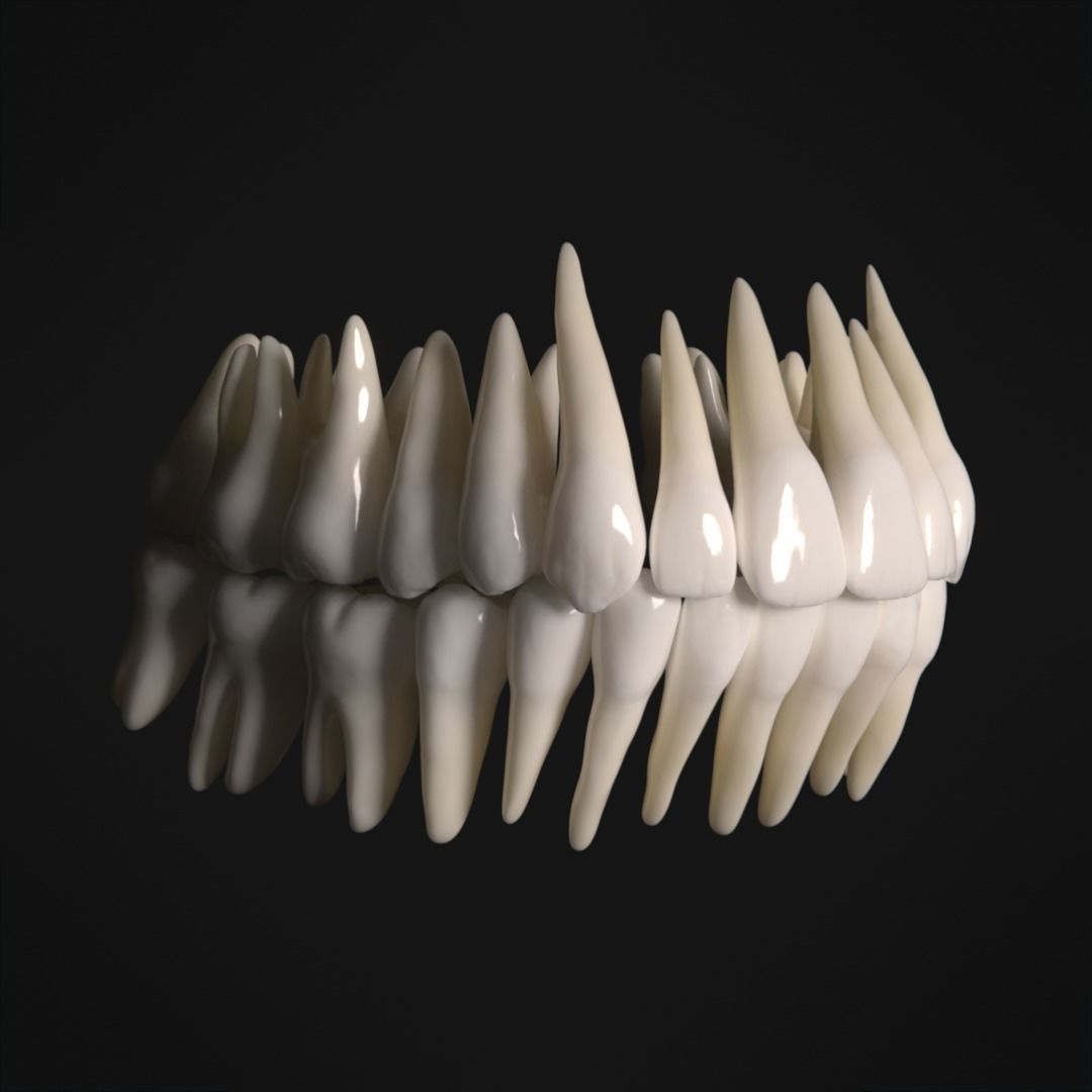 Photorealistic human teeth Low-poly 3D model_6