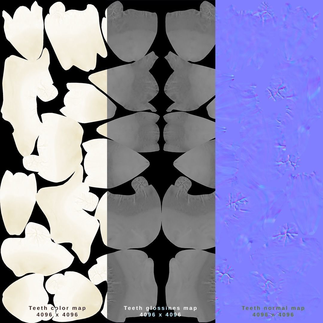 Photorealistic human teeth Low-poly 3D model_19