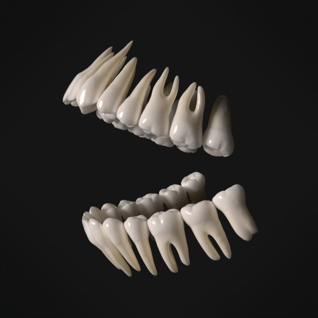 Photorealistic human teeth Low-poly 3D model_2