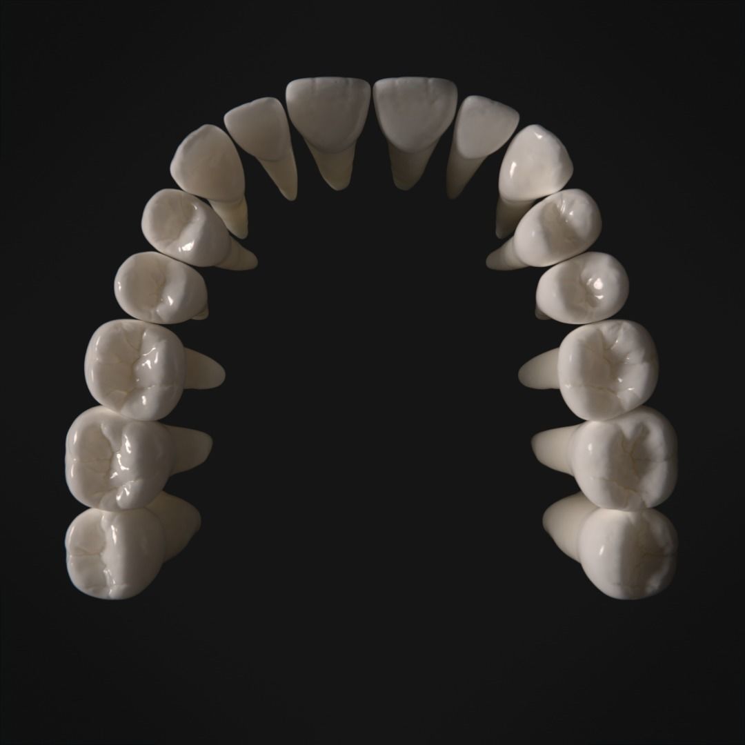 Photorealistic human teeth Low-poly 3D model_9