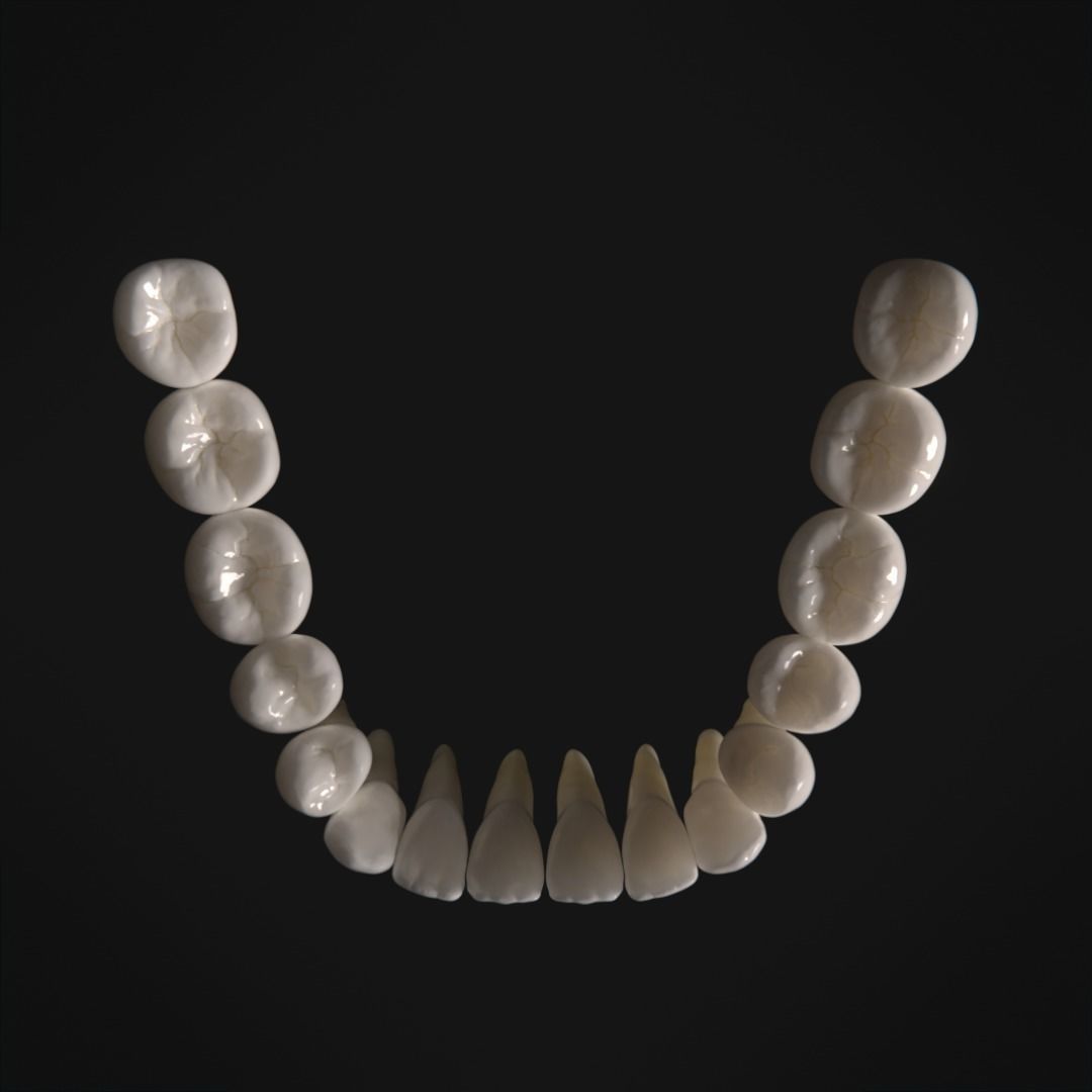 Photorealistic human teeth Low-poly 3D model_8