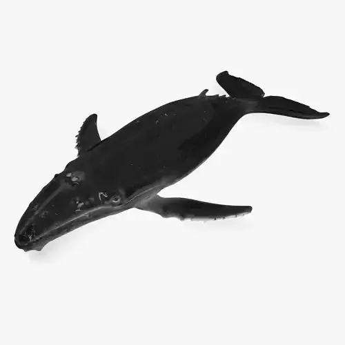 Whale humpback