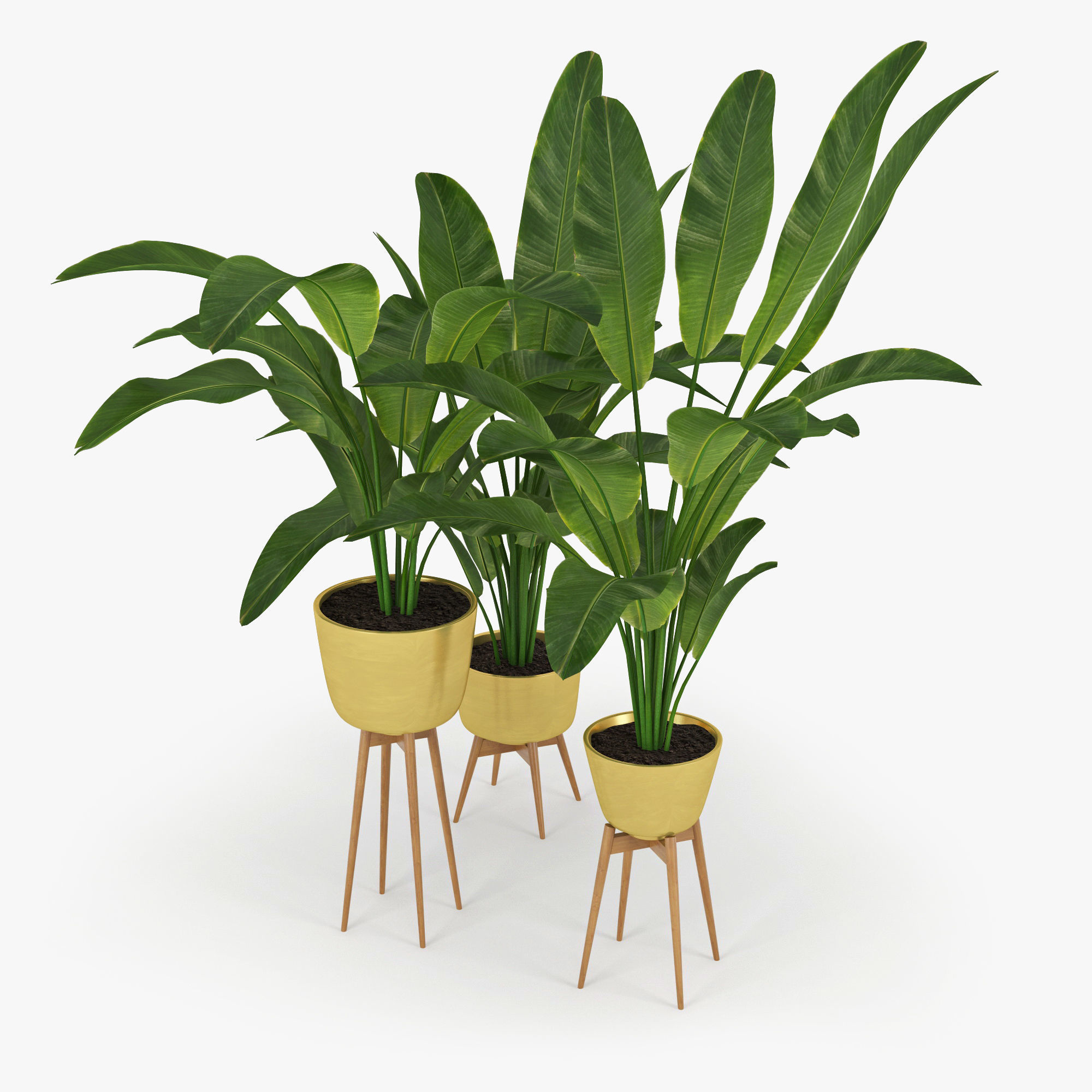 Banana Palm 3D model_2