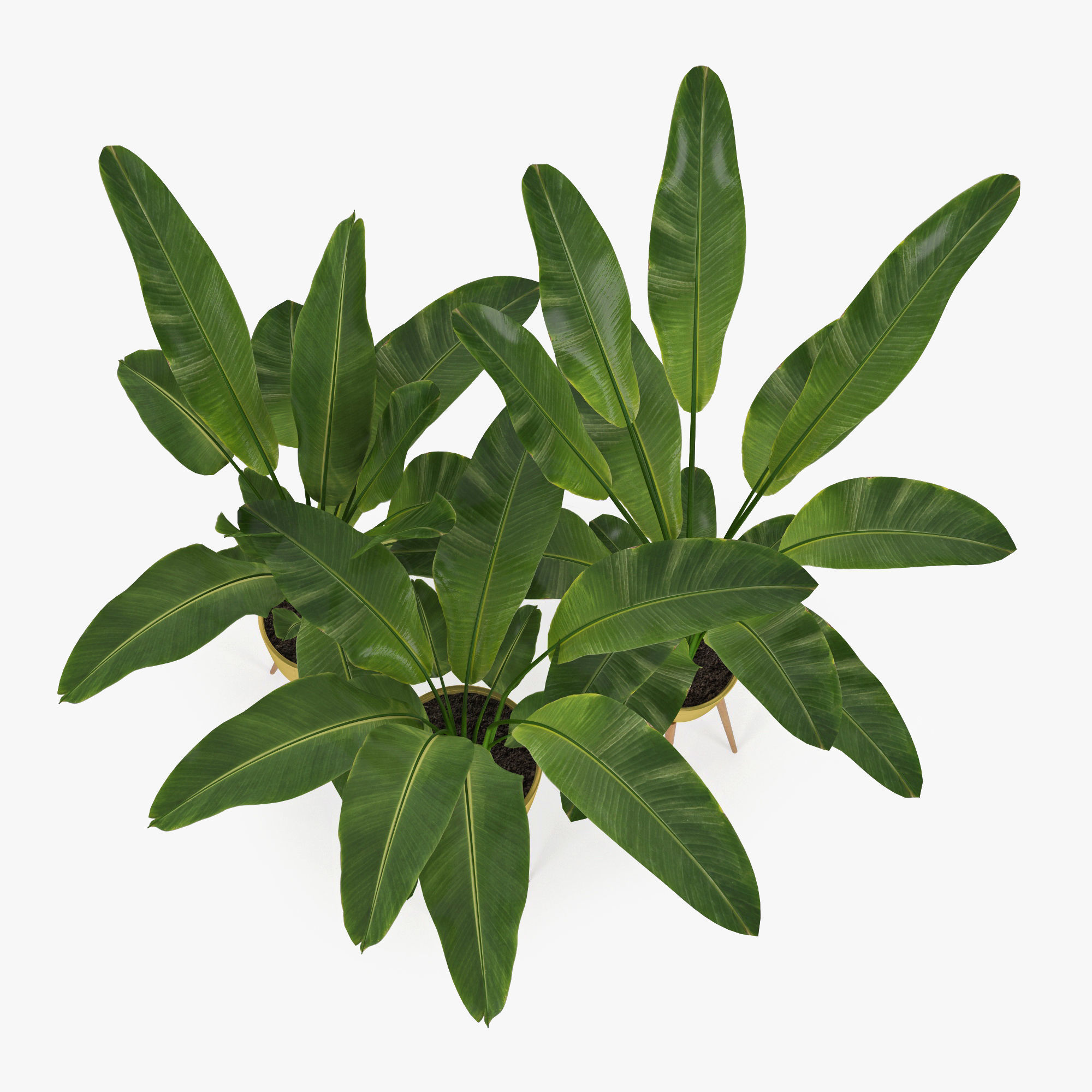 Banana Palm 3D model_3