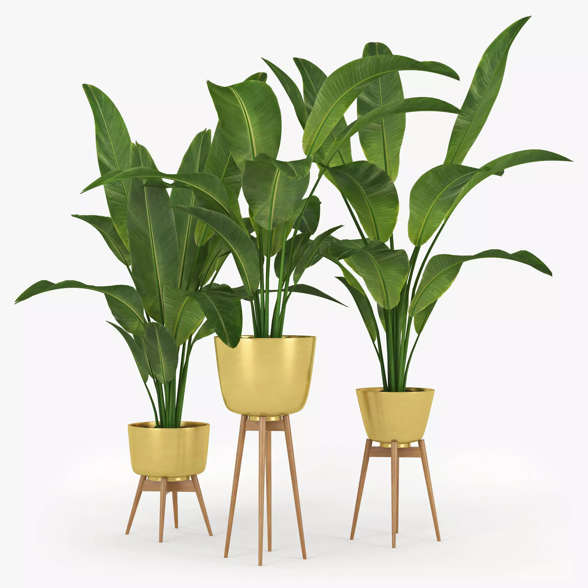 Banana Palm 3D model_0