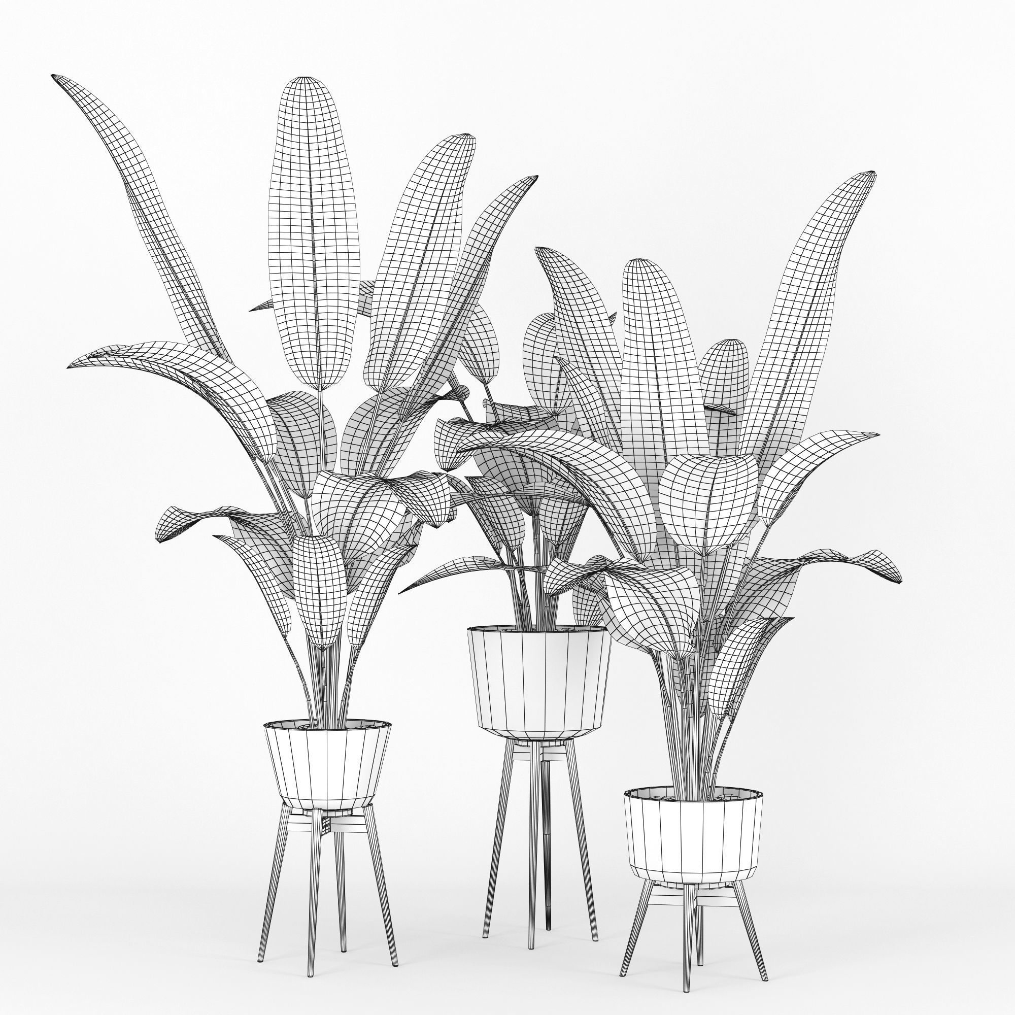 Banana Palm 3D model_5