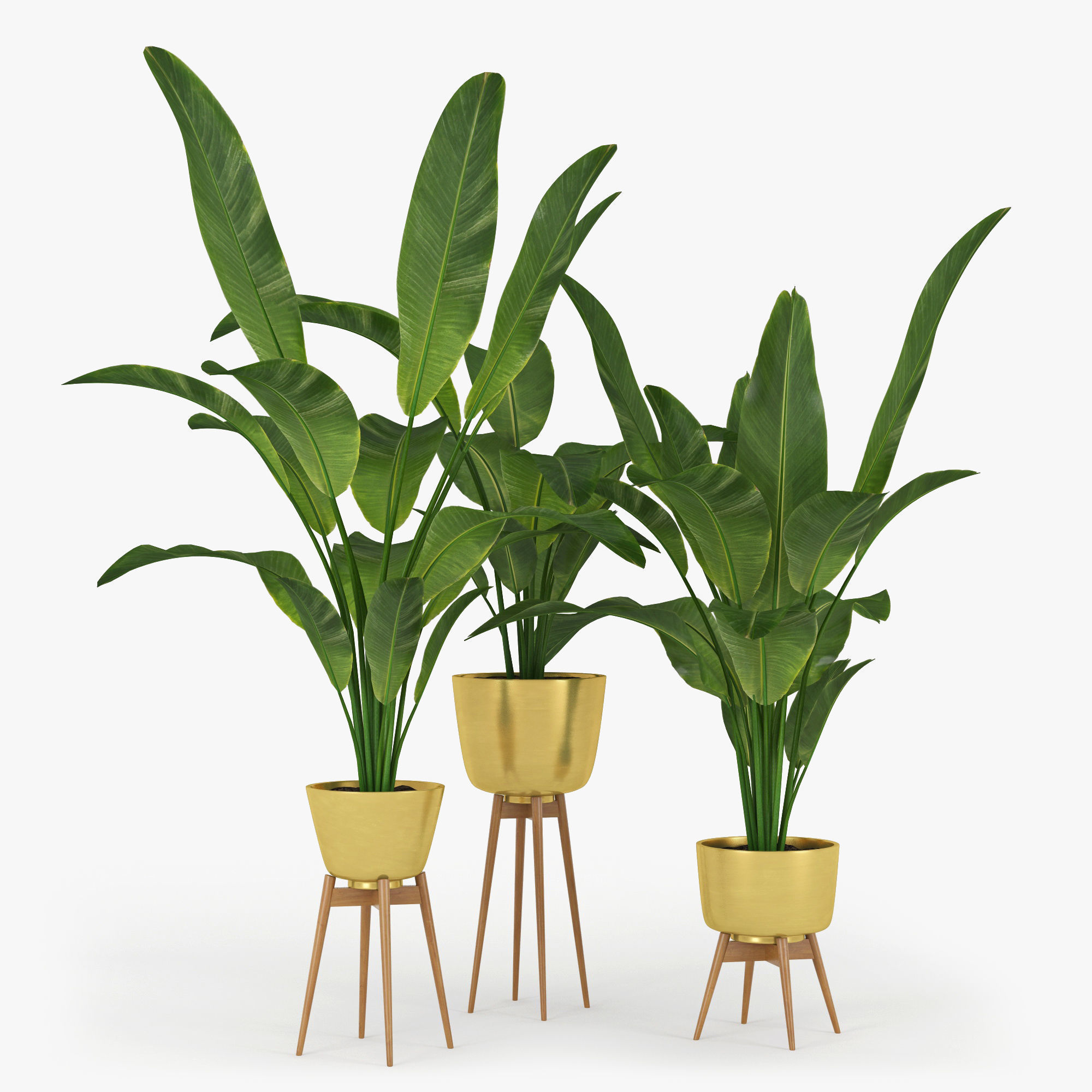 Banana Palm 3D model_1