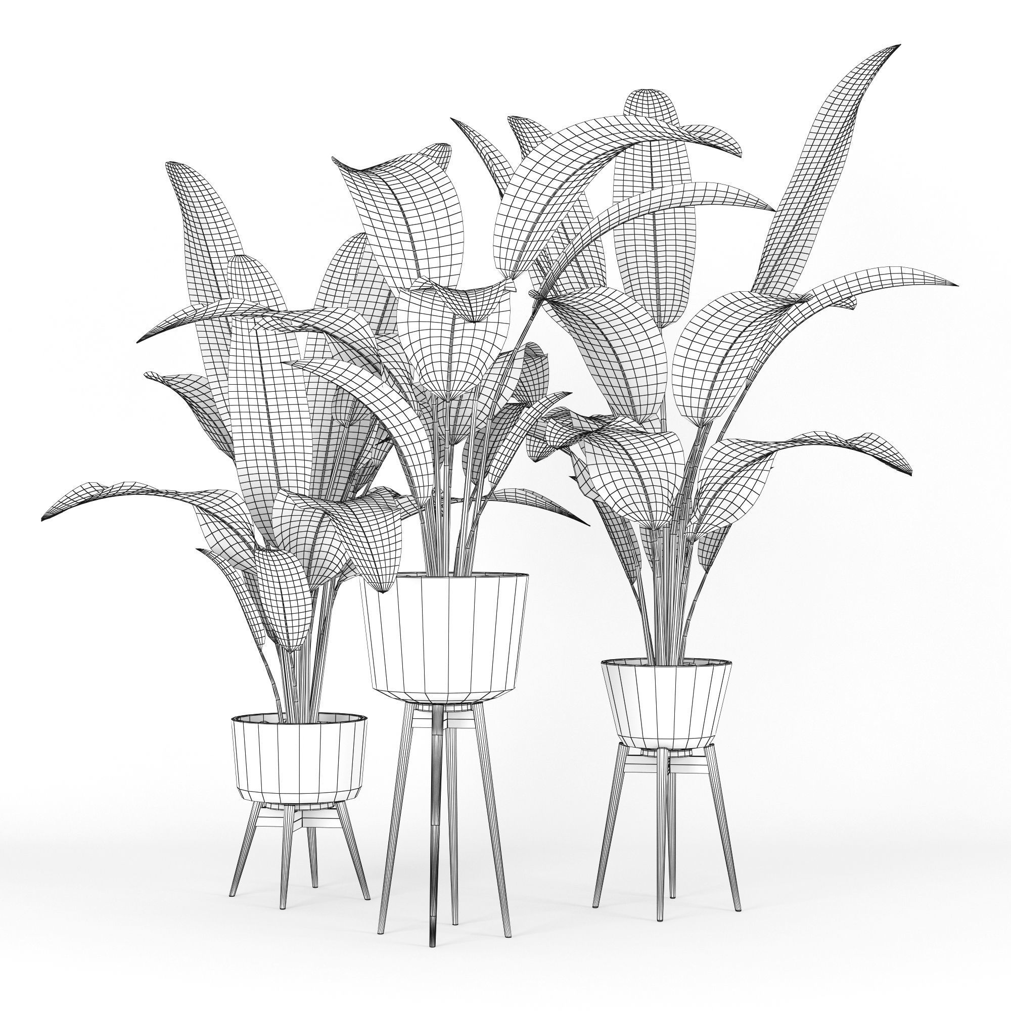 Banana Palm 3D model_4