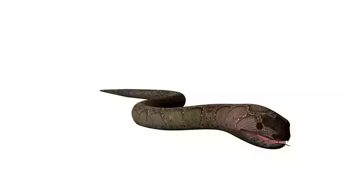 Snake 3D Model Low-poly 3D model