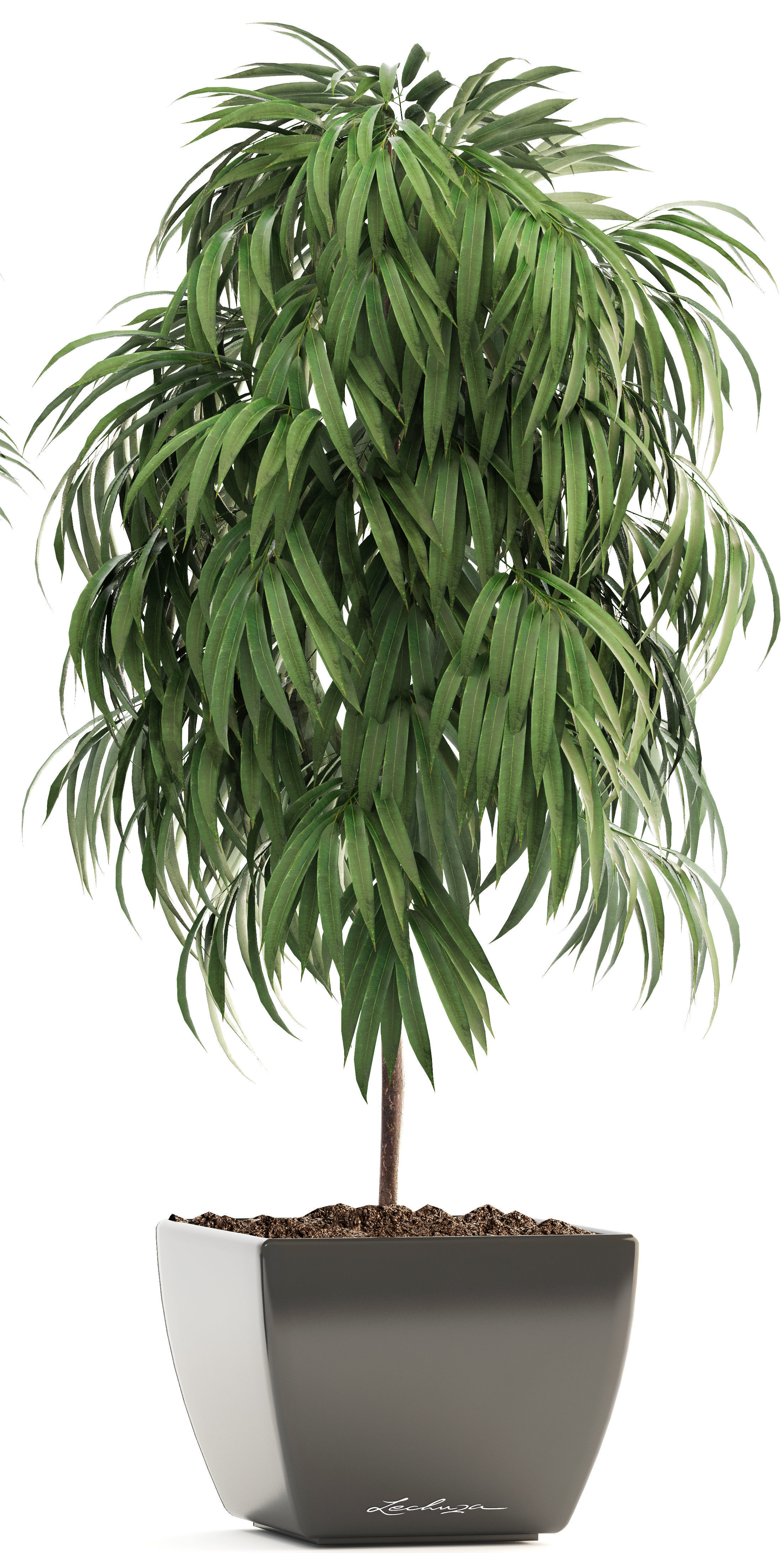 Ficus Alii 3D model_5