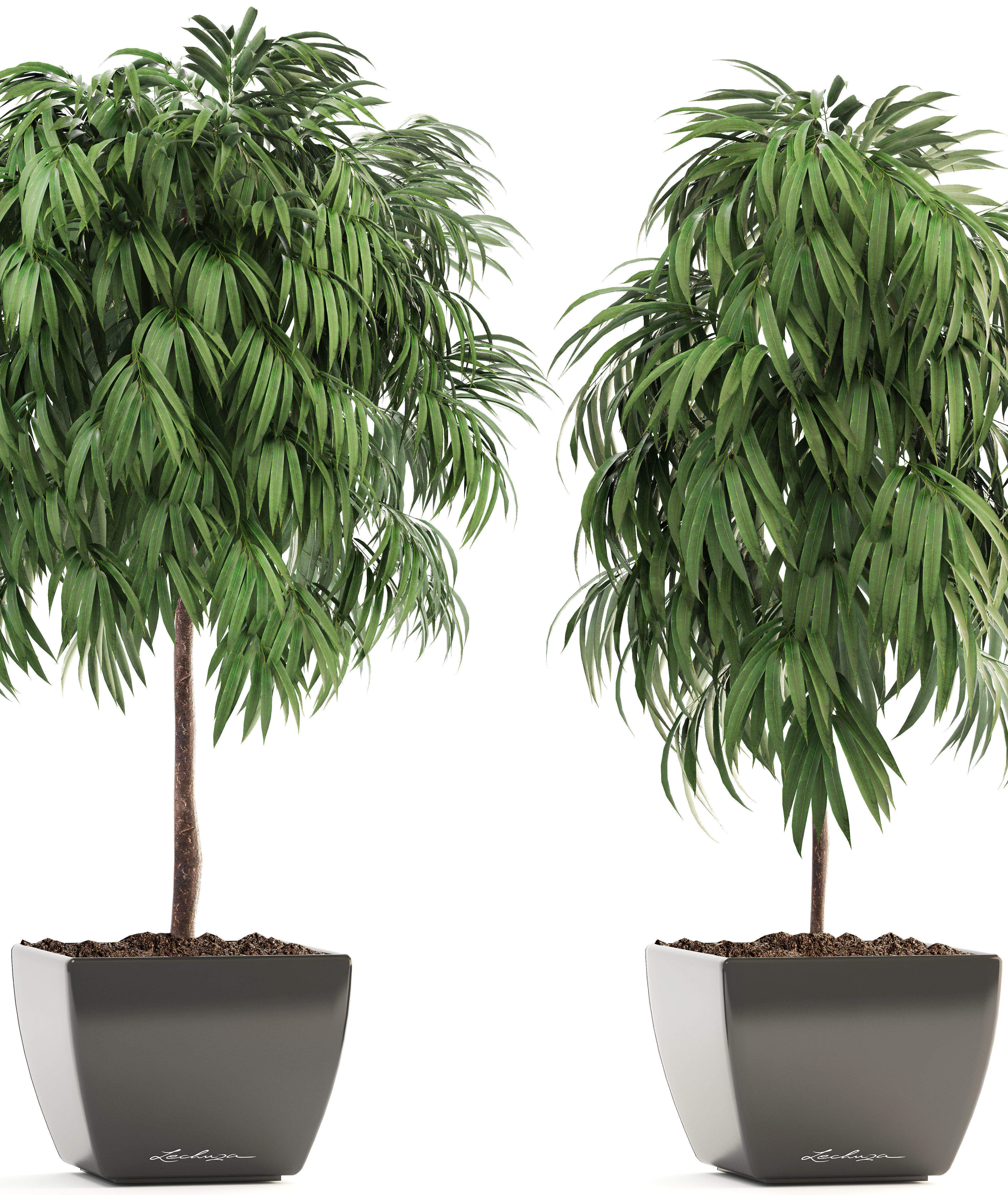 Ficus Alii 3D model_8