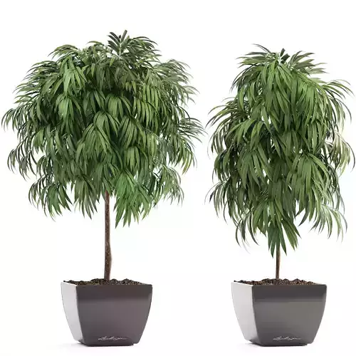 Ficus Alii 3D model