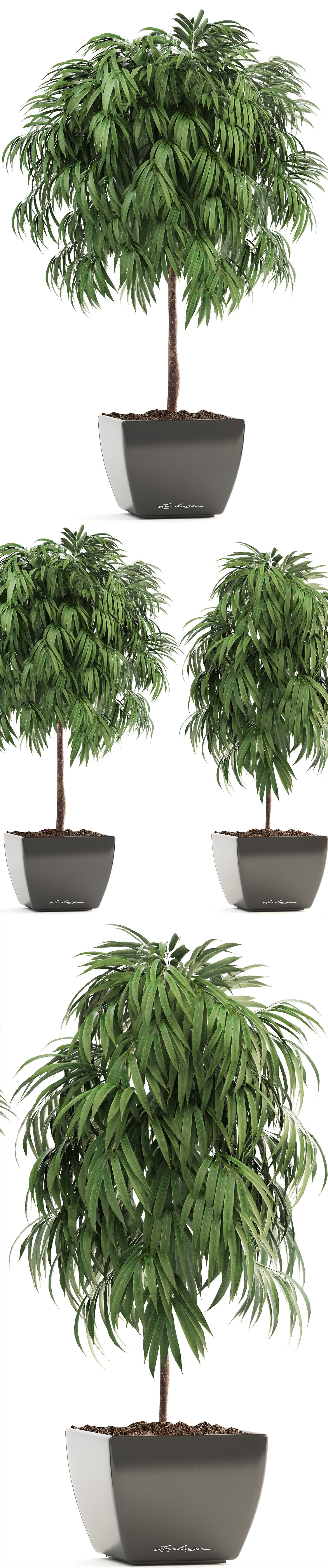 Ficus Alii 3D model_6