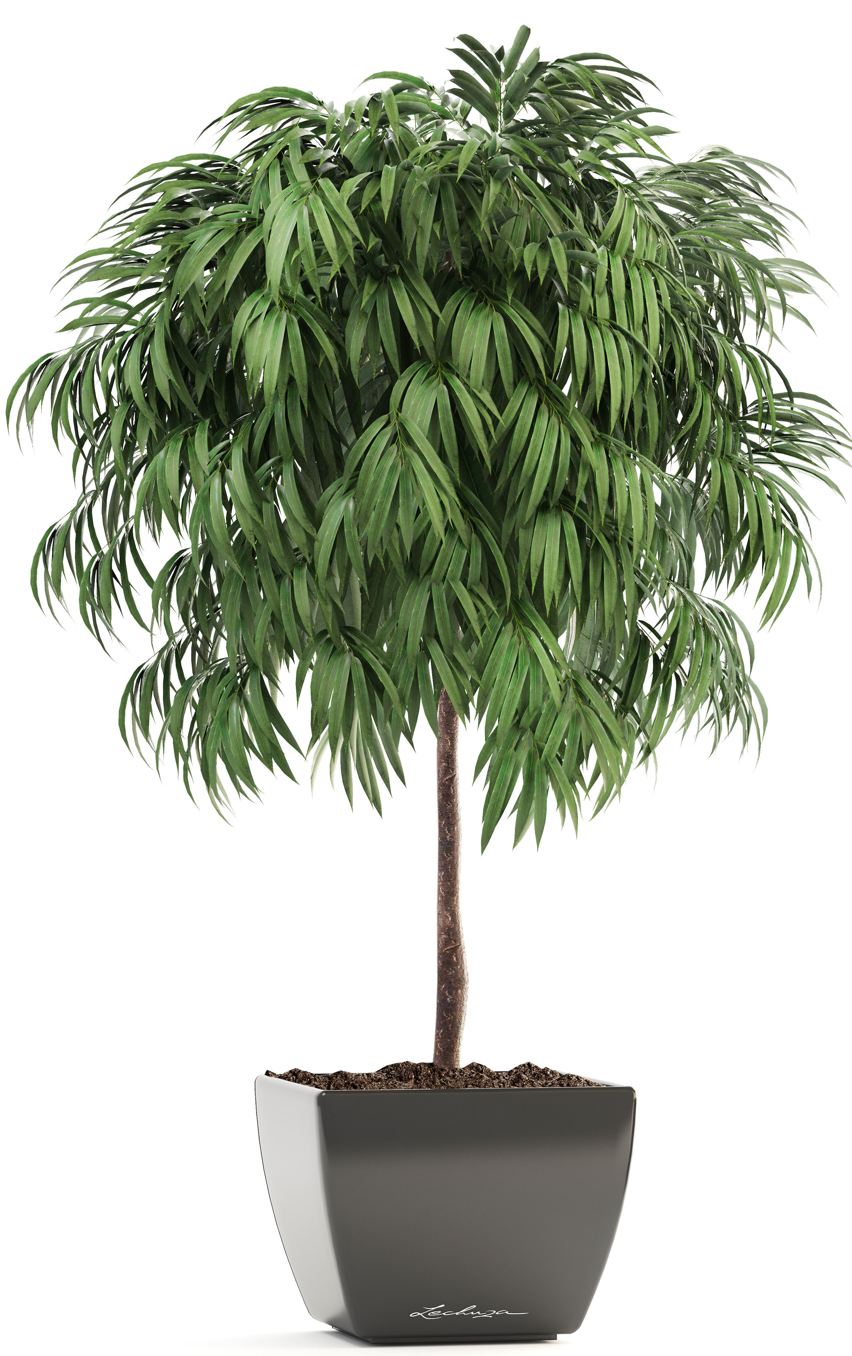 Ficus Alii 3D model_7