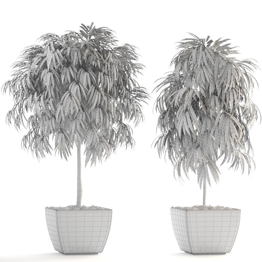 Ficus Alii 3D model_4