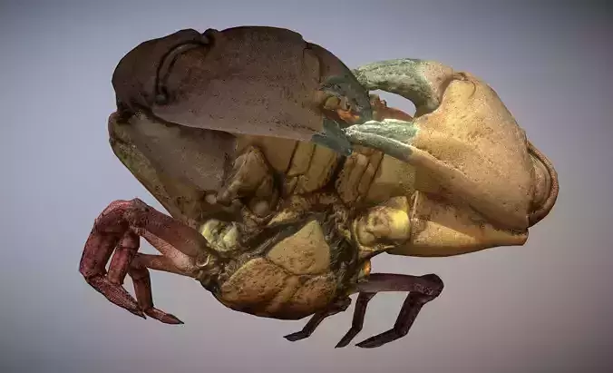 Scanned photorealistic Crab Low-poly 3D model
