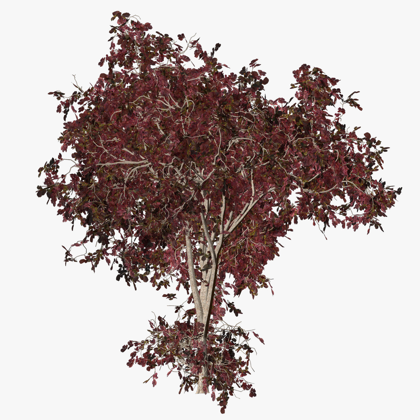 Tree Hazel red 01 3D model_4