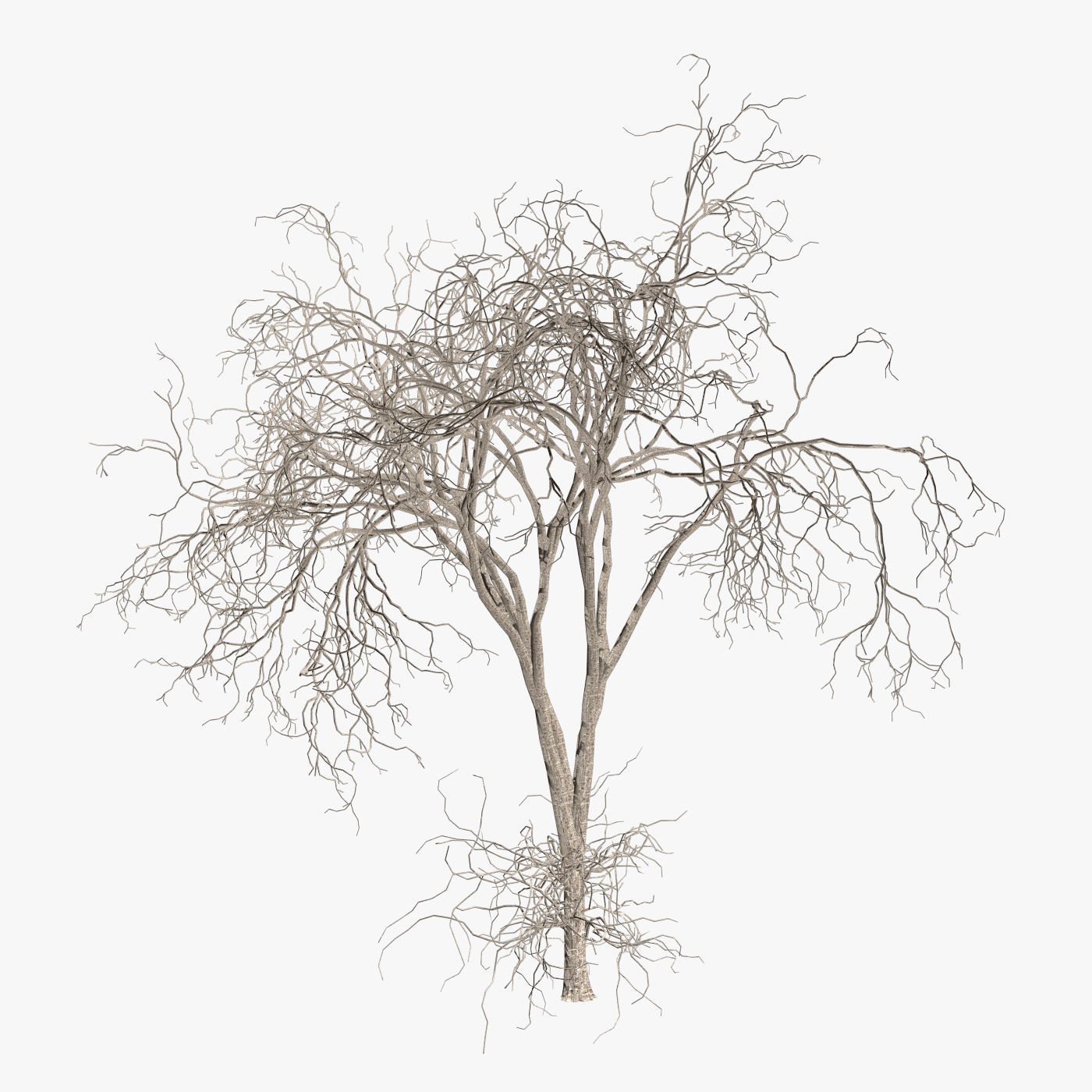 Tree Hazel red 01 3D model_2