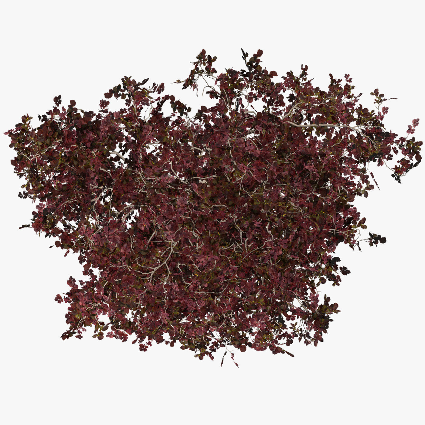 Tree Hazel red 01 3D model_10