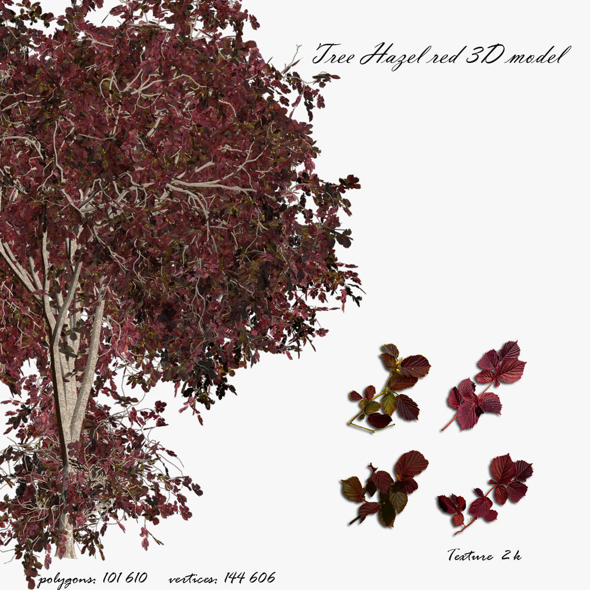Tree Hazel red 01 3D model_0