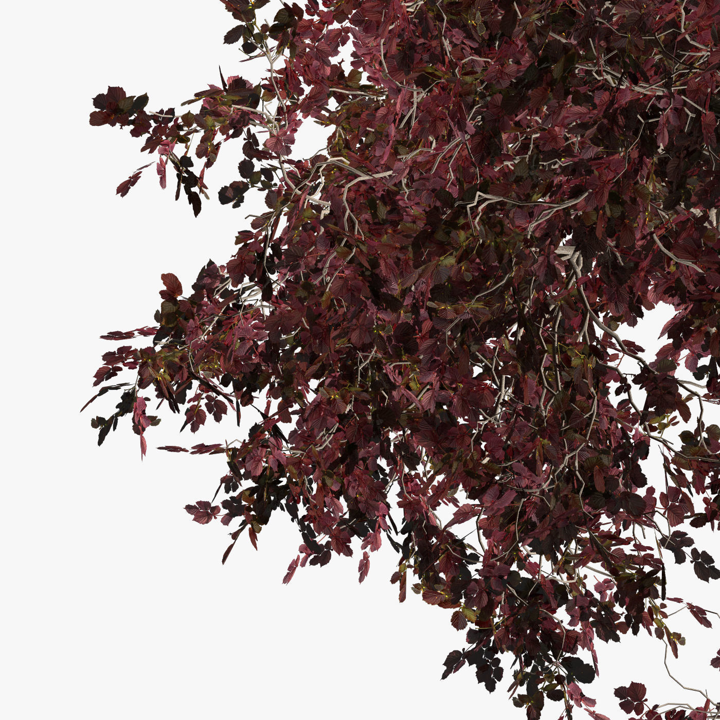 Tree Hazel red 01 3D model_8
