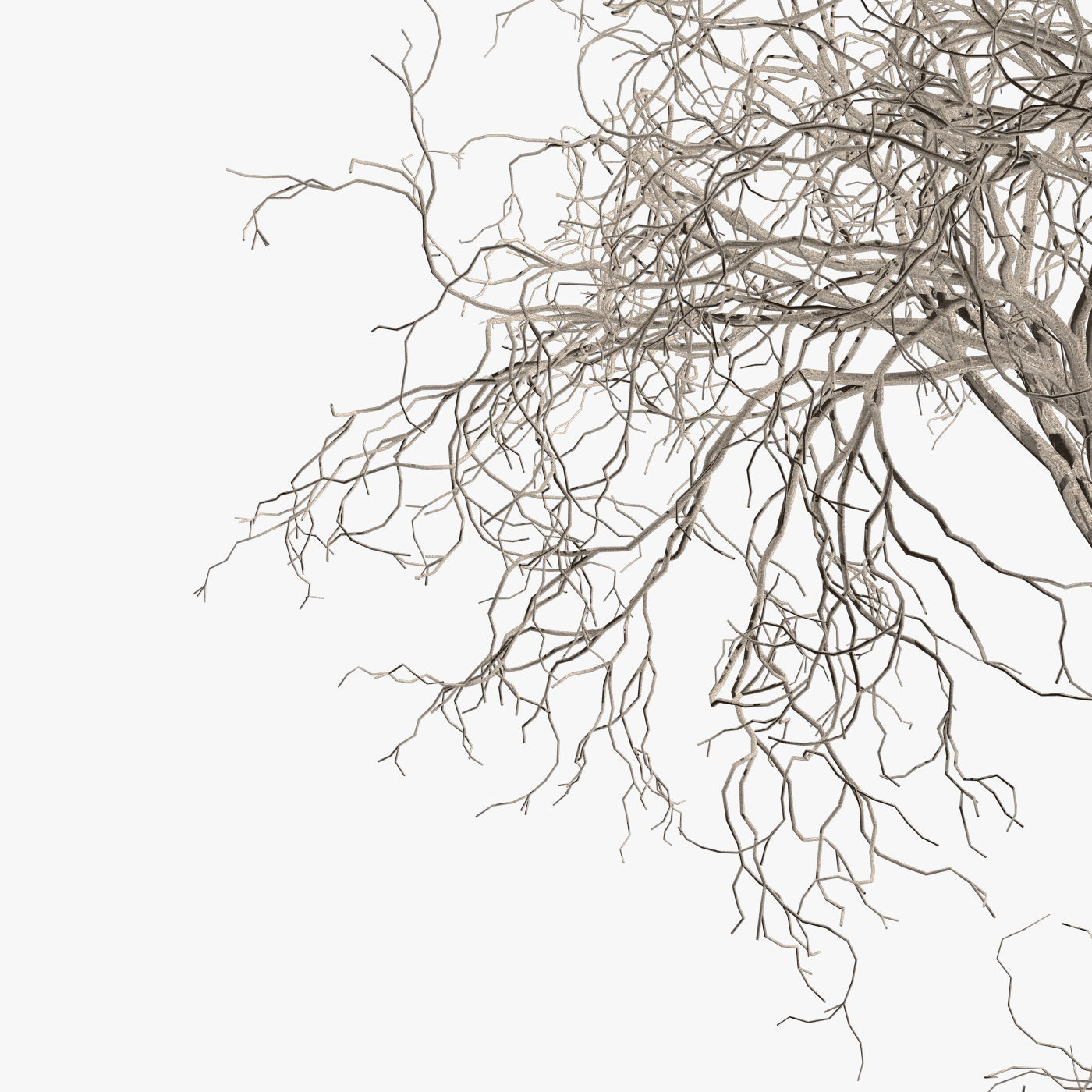 Tree Hazel red 01 3D model_9