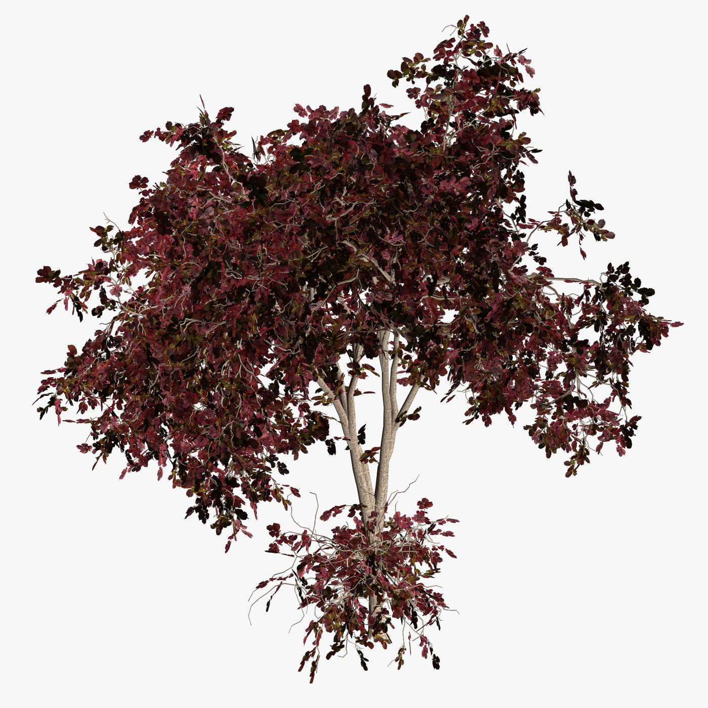 Tree Hazel red 01 3D model_1